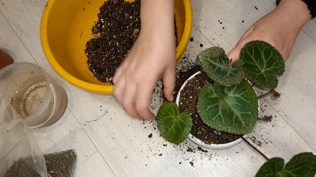 ПЕРЕСАДКА ЦИКЛАМЕНА, подбираем правильно грунт, чтобы растение быстрее прижилось