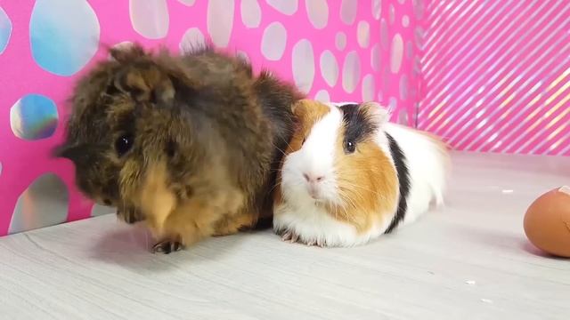 Разбиваем ЯЙЦО и... ?? Морские свинки Бузя и Кузя ЭКСПЕРИМЕНТИРУЮТ!