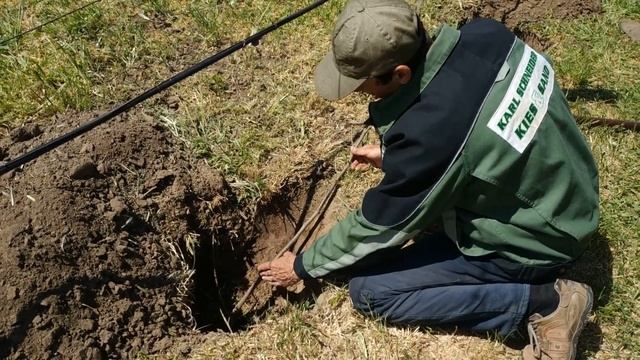 Как правильно посадить ИНЖИР