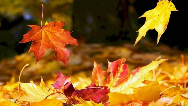 Последний день осени - Татьяна Снежина