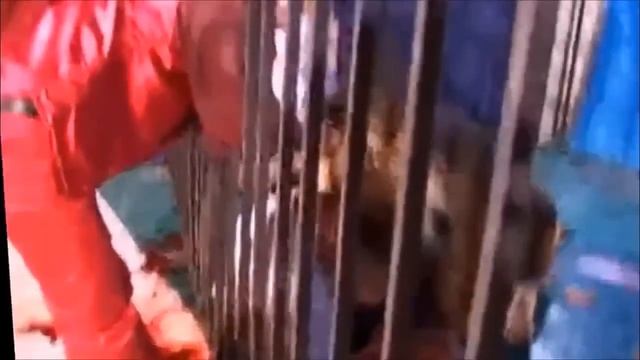 Нападение животных в цирке
