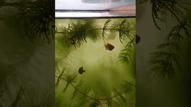 Вы узнаете как увидеть беременную самку меченосца.№58