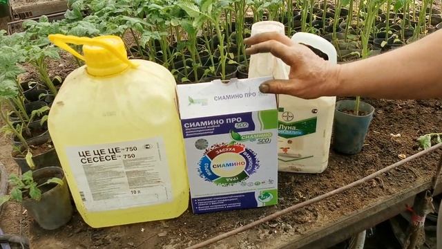 ЭФФЕКТИВНАЯ агротехника томата / ОБЯЗАТЕЛЬНЫЕ обработки