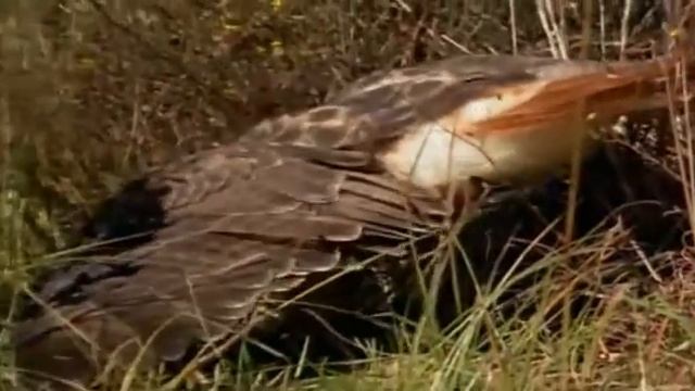 Гремучие змеи