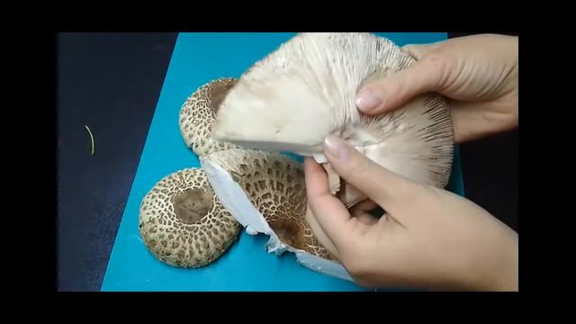 Зонтики - вкуснейшие жареные грибы. Как приготовить грибы Зонтики?