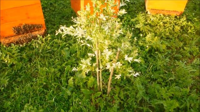 Создание штамбовой формы обрезкой - ива Хакуро Нишики