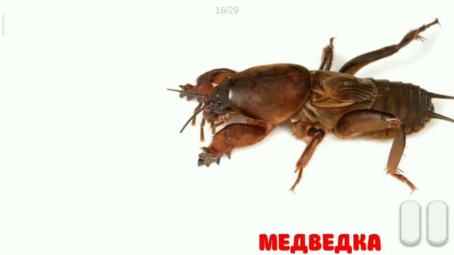 Карточки Домана Глена 2. ТЕМА : НАСЕКОМЫЕ