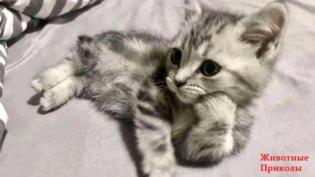 Видео смешные кошки и котята и коты до слёз приколы с животными