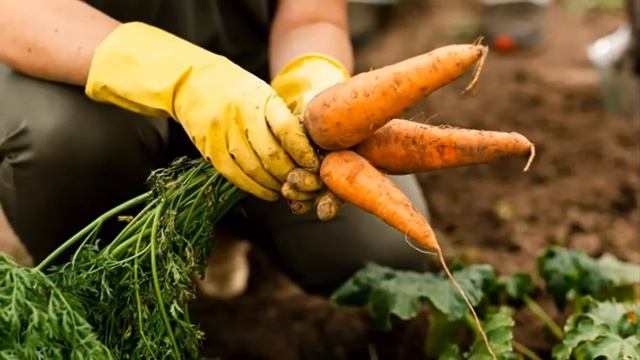 Когда убирать морковь и свеклу - Самые благоприятные дни августа и сентября!