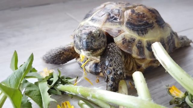 МОЯ ЗЛАЯ НЯНЯ - Морские Свинки Одни Дома - Кузя и Свинка Бузя Челлендж