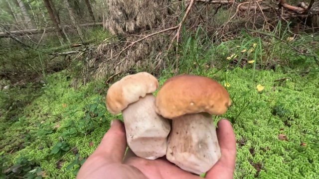 Грибной сезон в лесу на максимуме. Много белых грибов и подосиновиков