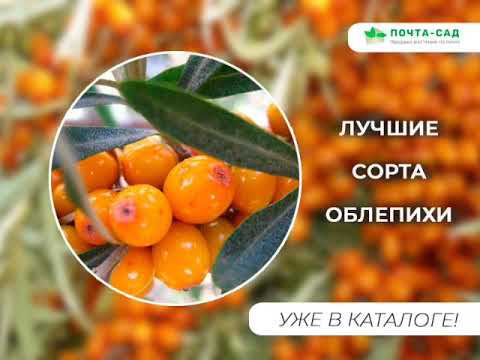 Топ-3 облепих. "Почта-сад"