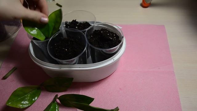 Размножение замиокулькаса($ дерево) черенками