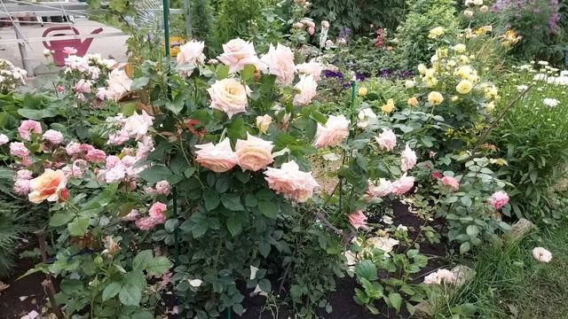 Красивые уголки сада  Горная терраса с розами.