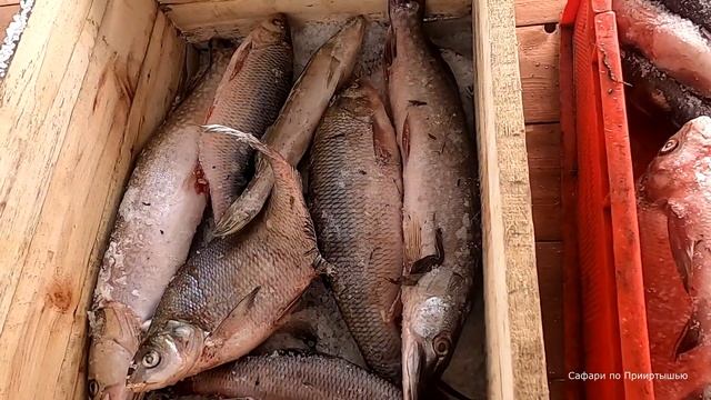 Засолка рыбы колодкой. Простой способ. Весь пошаговый процесс.