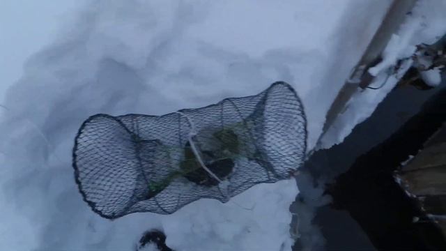 поймать норку в пруду ,  как ловить норку и выдру . простой способ