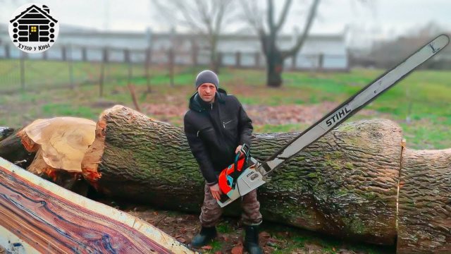 Неожиданный сюрприз в огромном ясене. Самая мощная бензопила в мире. Слэбы из ясеня