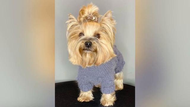 Свитер для собак мелких пород и для кошек