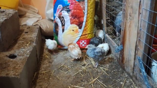 Когда квочка бросает цыплят/// В каком возрасте куры перестают ухаживать за цыплятами