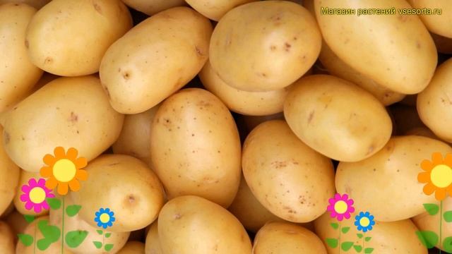 Картофель семенной Краса Мещеры. Краткий обзор, описание характеристик solanum tuberosum