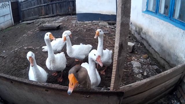 Как Различать Домашние Породы Гусей ! Серые, Белые, Холмогорские