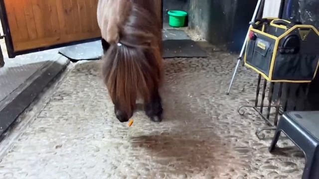 Ночь в отеле с настоящим пони