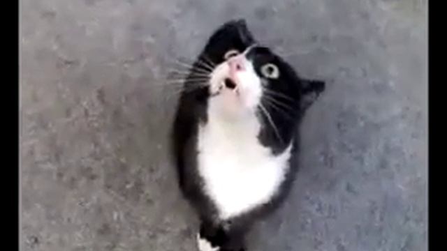 Аццкий кот - Кот с дьявольским голосом, кот говорит
