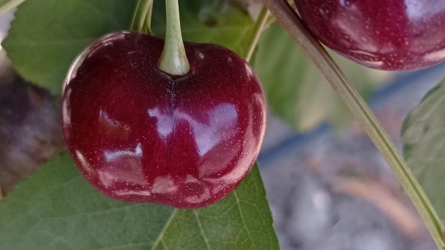 черешня сорта коралловая