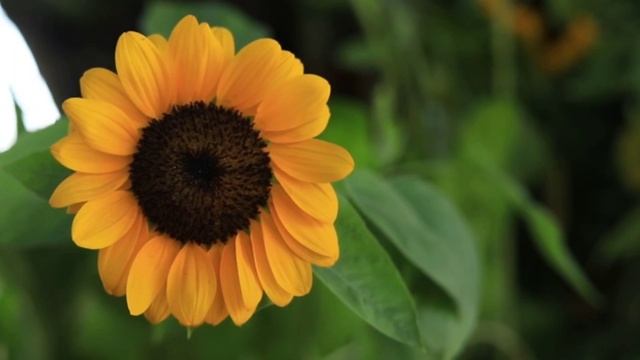 Сура Аль - Бакара " Корова " . Чтец - Салим Баханан