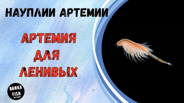 Выведение науплии артемии без аэрации. Декапсулированные яйца артемии. Инкубация яиц рачка артемии.