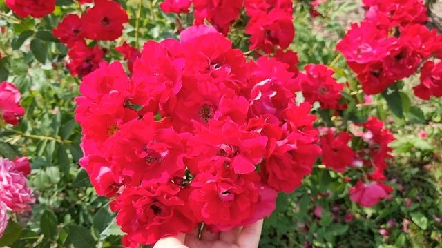 Роза Аделаида Худлесс в Ленинградской области