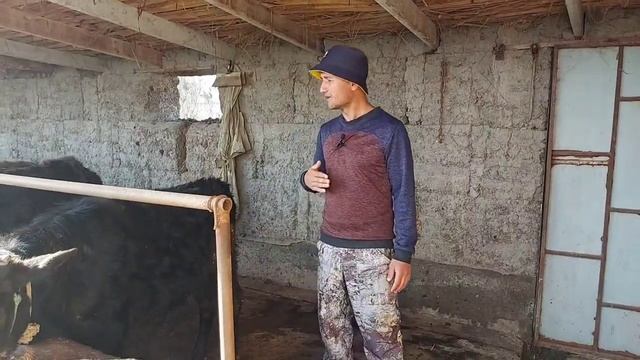 Бука парвари дар Точикистон соли 2023 Букачахои Дехкон бача Гусалахо, 14 марта 2023 г.