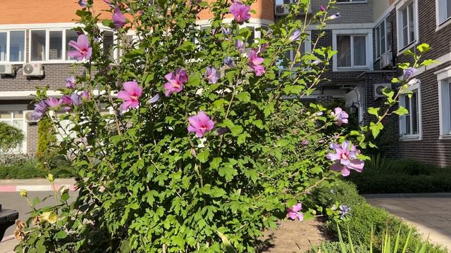 Срочно! 🚨 Женя Эванс Ответил! 🚨 Evgeny Evans | Евгений Эванс На Связи!