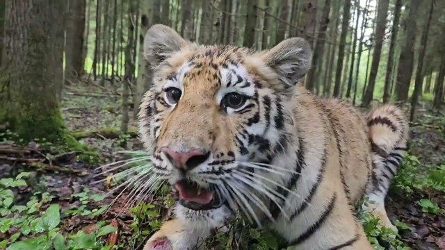 Тигренок Каталина разминает лапы перед Операцией