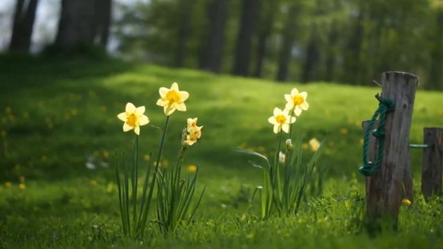 СКАЗОЧНЫЙ СОН