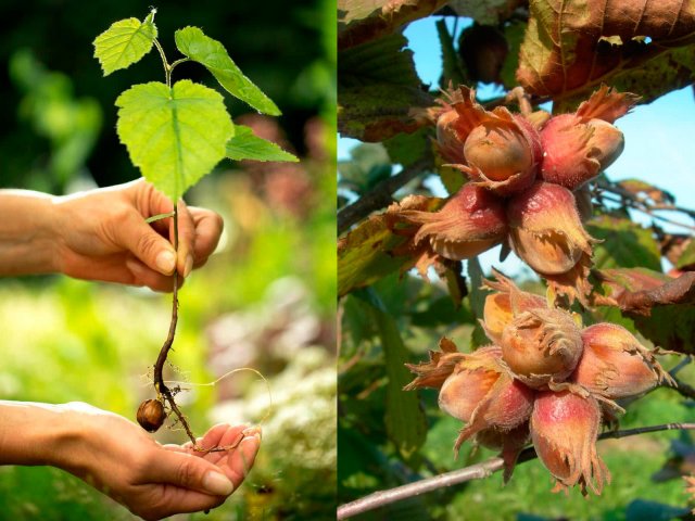 Способы размножения ФУНДУКА