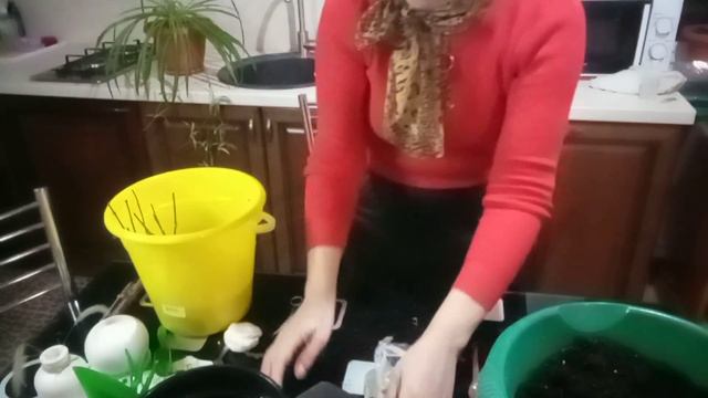 Гортензия с валдберис  что делать дальше?.