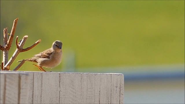 Пение птиц.Воробей дворовой чирикает.