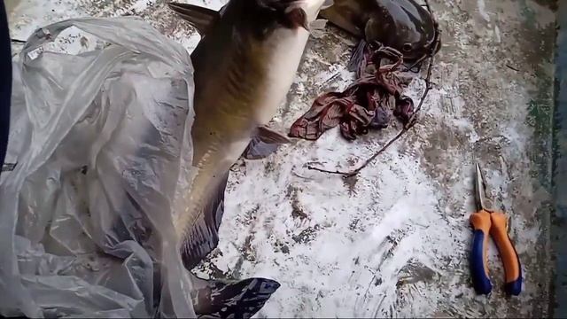 Их тут кишит! Рыбалка на сома на старой Кубани. Казачий ерик