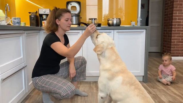 Лабрадор Харви и Сыр, чем кормить лабрадора - любимое лакомство нашего пса