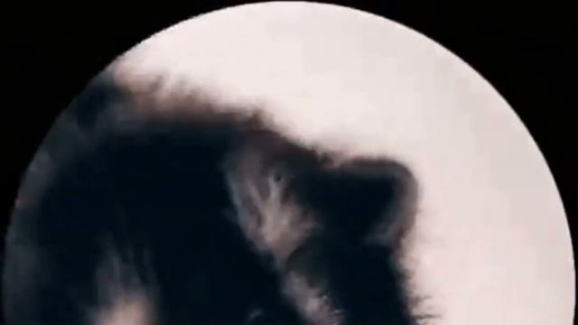 PEDRO (полная версия)