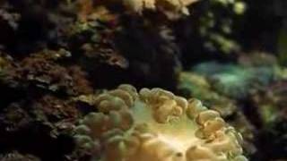 Ocean Origins