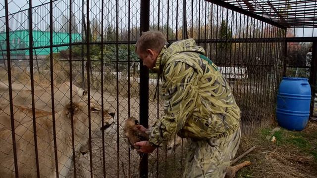 СПАСЕНИЕ ЛЬВЕНКА !!! 23-летняя львица родила львенка в Саванне! Save the lion cub!