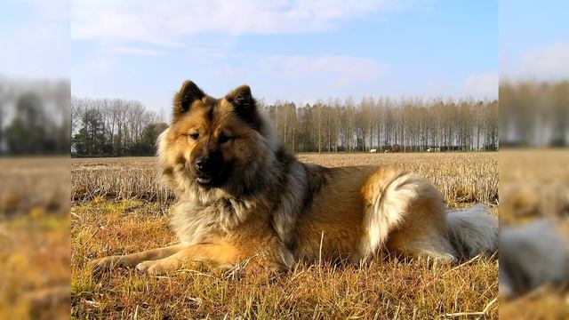 Евразиер или Евразйский Шпиц. Плюсы и минусы, Цена, Как выбрать, Факты, Уход, История