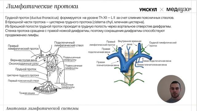 Лимфатическая система | Нормальная анатомия | Медвуза