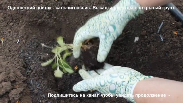 Однолетний цветок сальпиглоссис. Высаживаем рассаду в грунт.