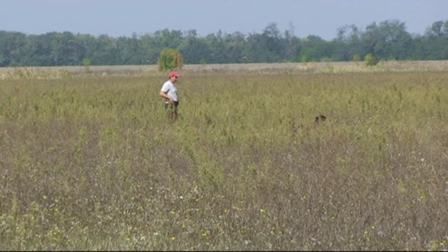 курцхаар Франческа Торри