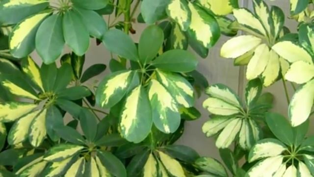 Шеффлера — растение-предсказатель. Приметы и суеверия о Шеффлере в доме.