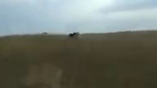 Охота на волков с собаками