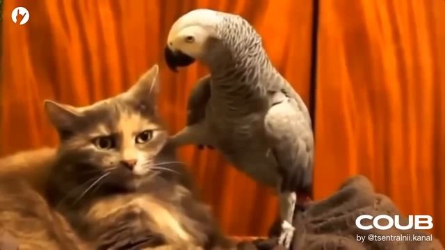 Отрывки из обрывков - 44